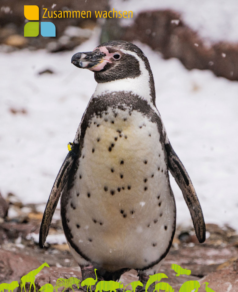 Humboldt-Pinguin, Foto: Tiergarten Nürnberg
